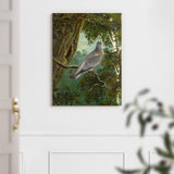 Stock Dove
