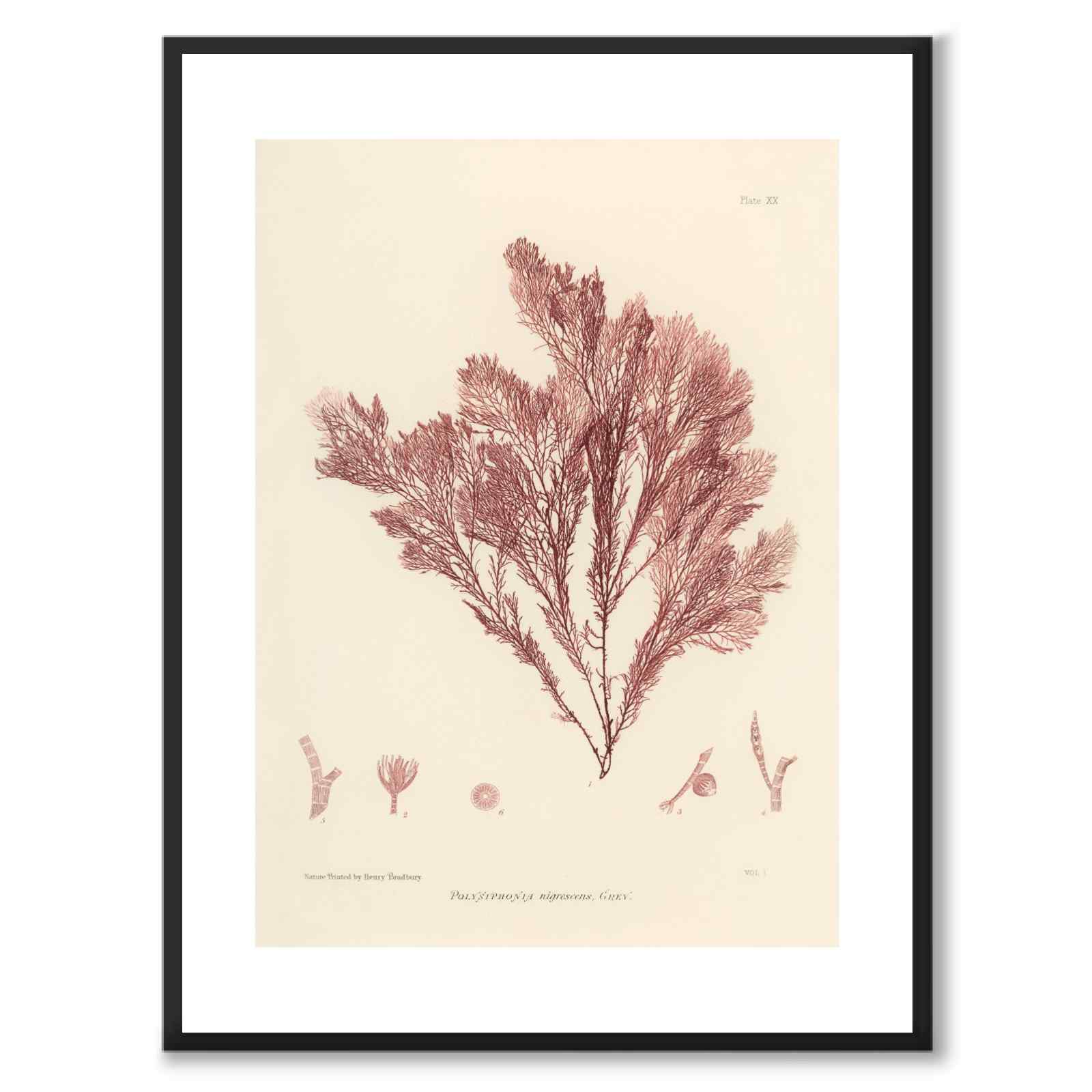 British Seaweeds 020