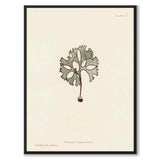British Seaweeds 091