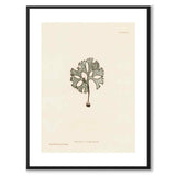 British Seaweeds 091