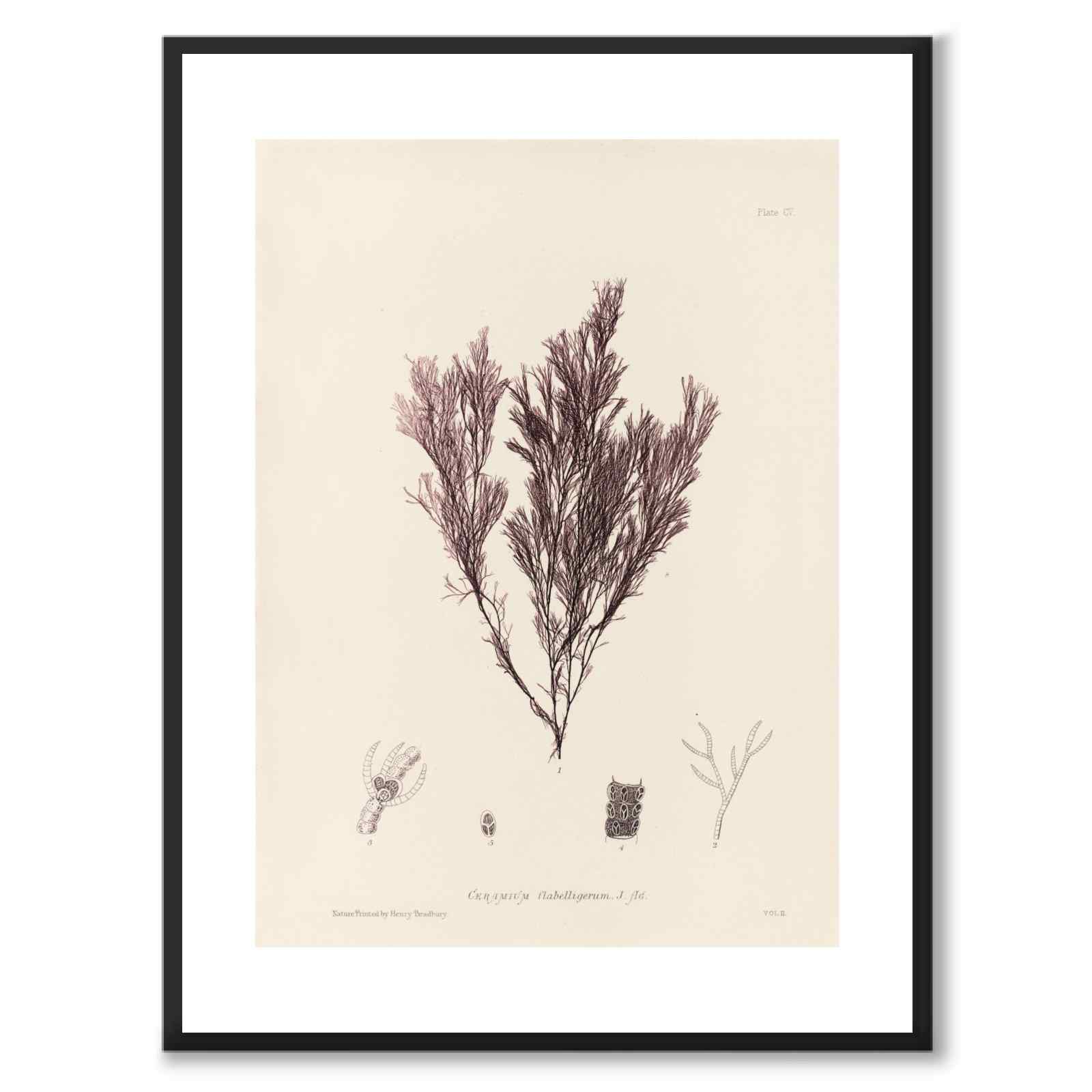 British Seaweeds 105