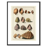 Seashells No.2