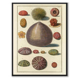 Seashells No.7