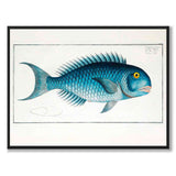 Mahi Mahi - Bloch
