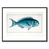 Mahi Mahi - Bloch