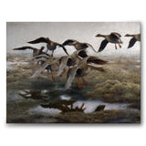 Wildgeese Settling
