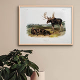 Moose