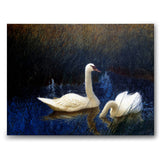 Swans in Reeds - Canvas