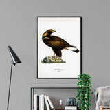 Golden Eagle