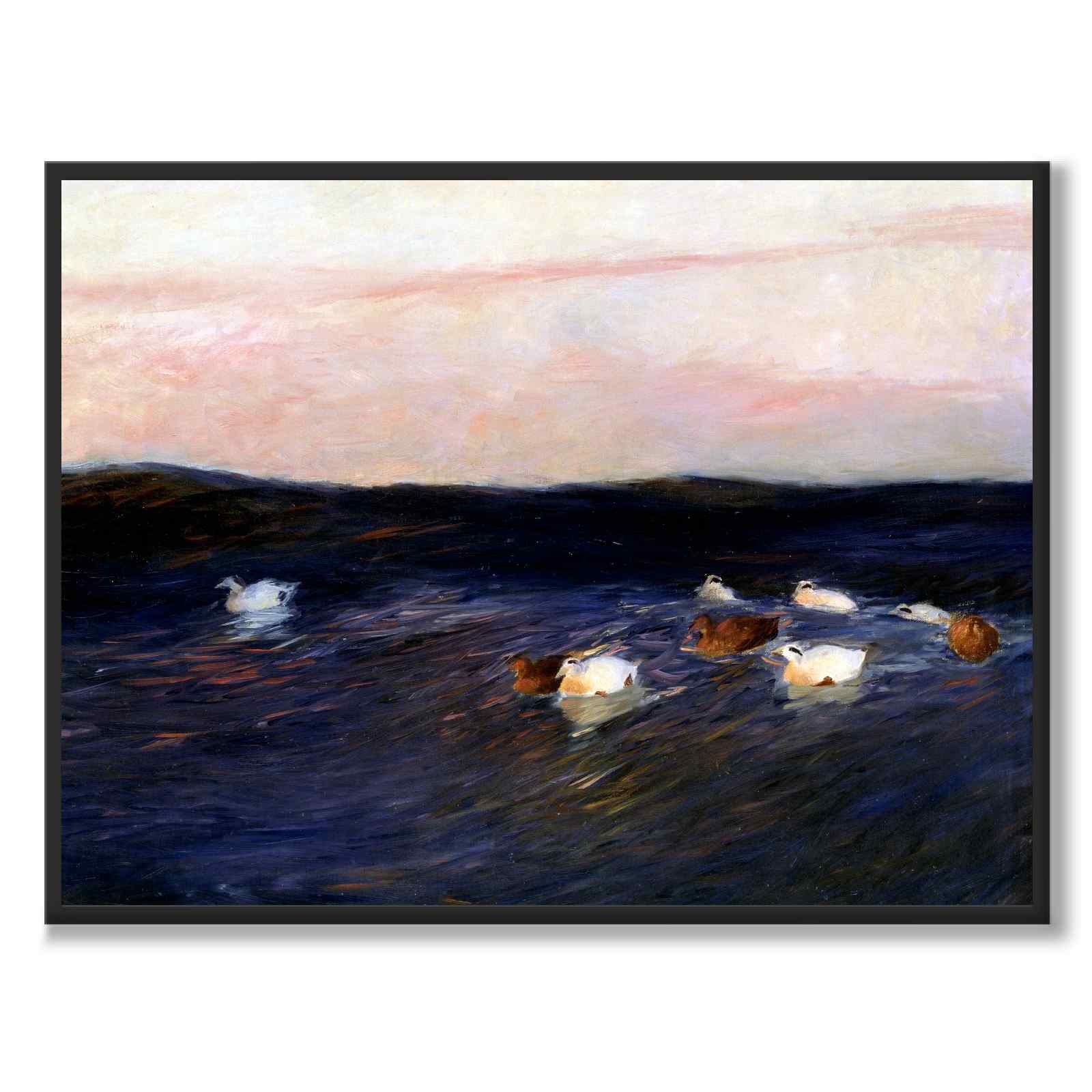 Eider Ducks - Poster