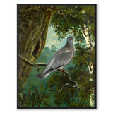 Stock Dove