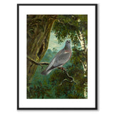Stock Dove