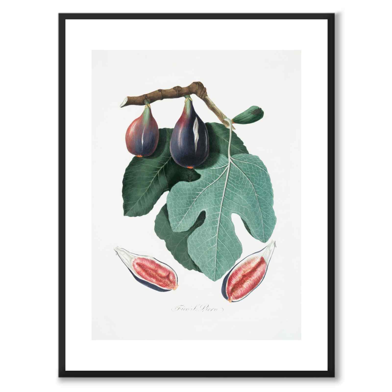 Fig