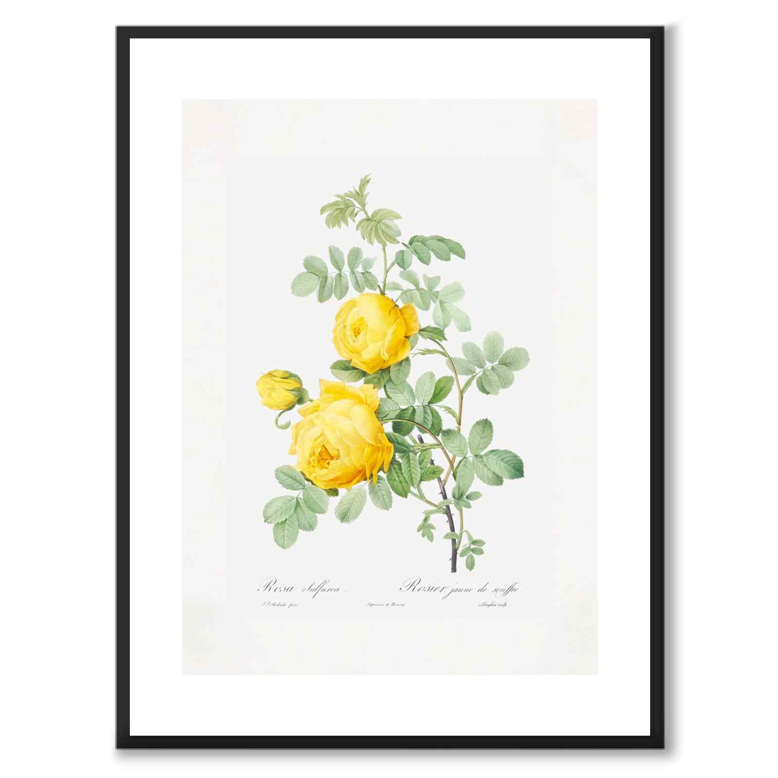 Yellow Roses