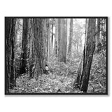 Ancient Forest