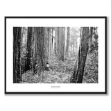 Ancient Forest