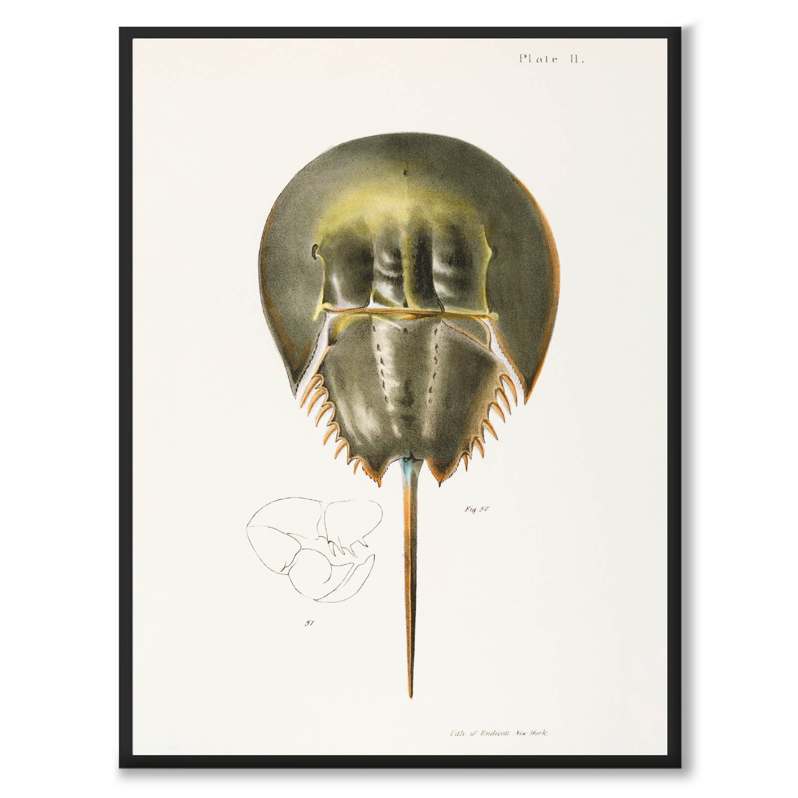 Atlantic Horseshoe Crab - Historly AB