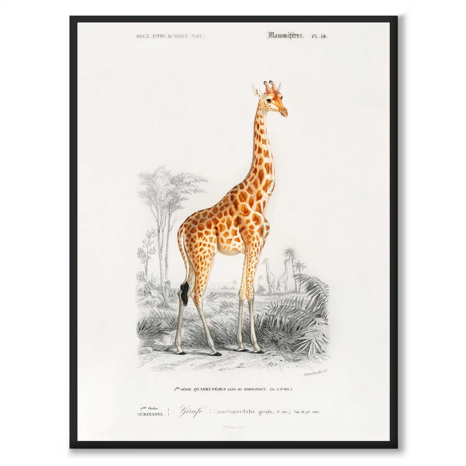 Giraffe - Historly AB