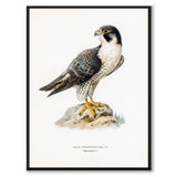 Peregrine Falcon
