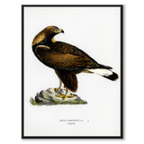 Golden Eagle