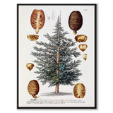 Cedrus
