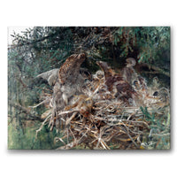 Hawk's nest - Canvas