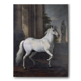 Karl XI:s livhäst Brilliant - Canvas