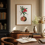 Miljöbild för Punica Granatum