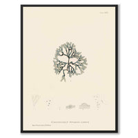 British Seaweeds 083