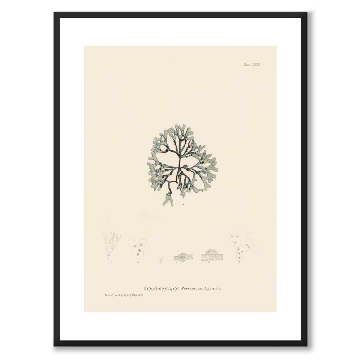 British Seaweeds 083