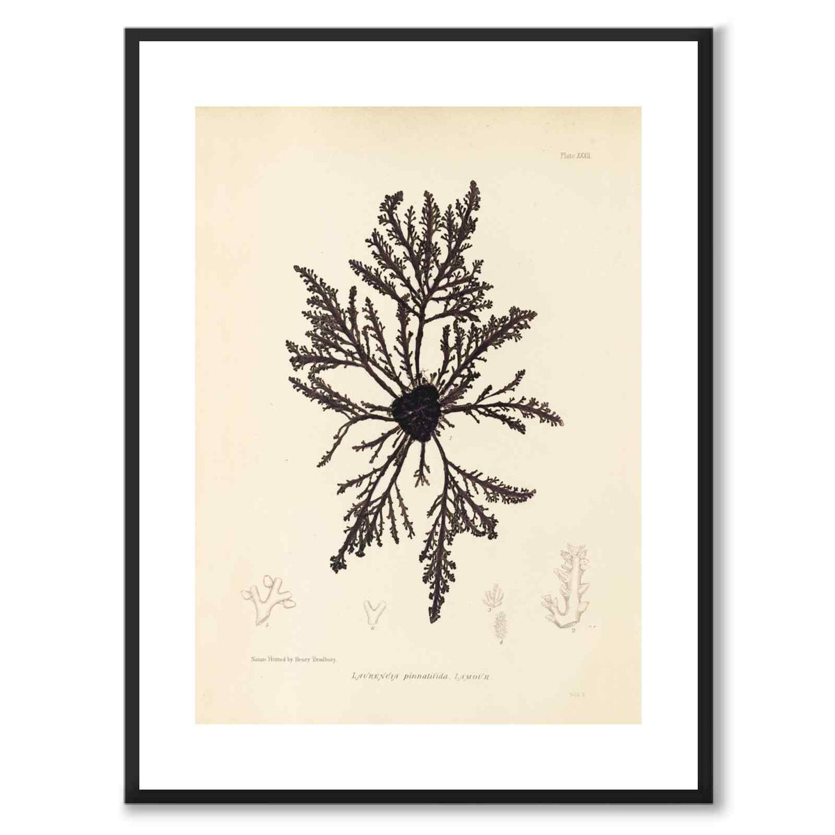 British Seaweeds 032