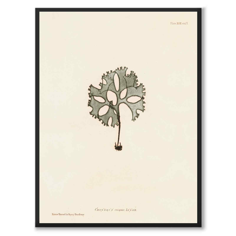 British Seaweeds 091