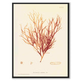 British Seaweeds 092