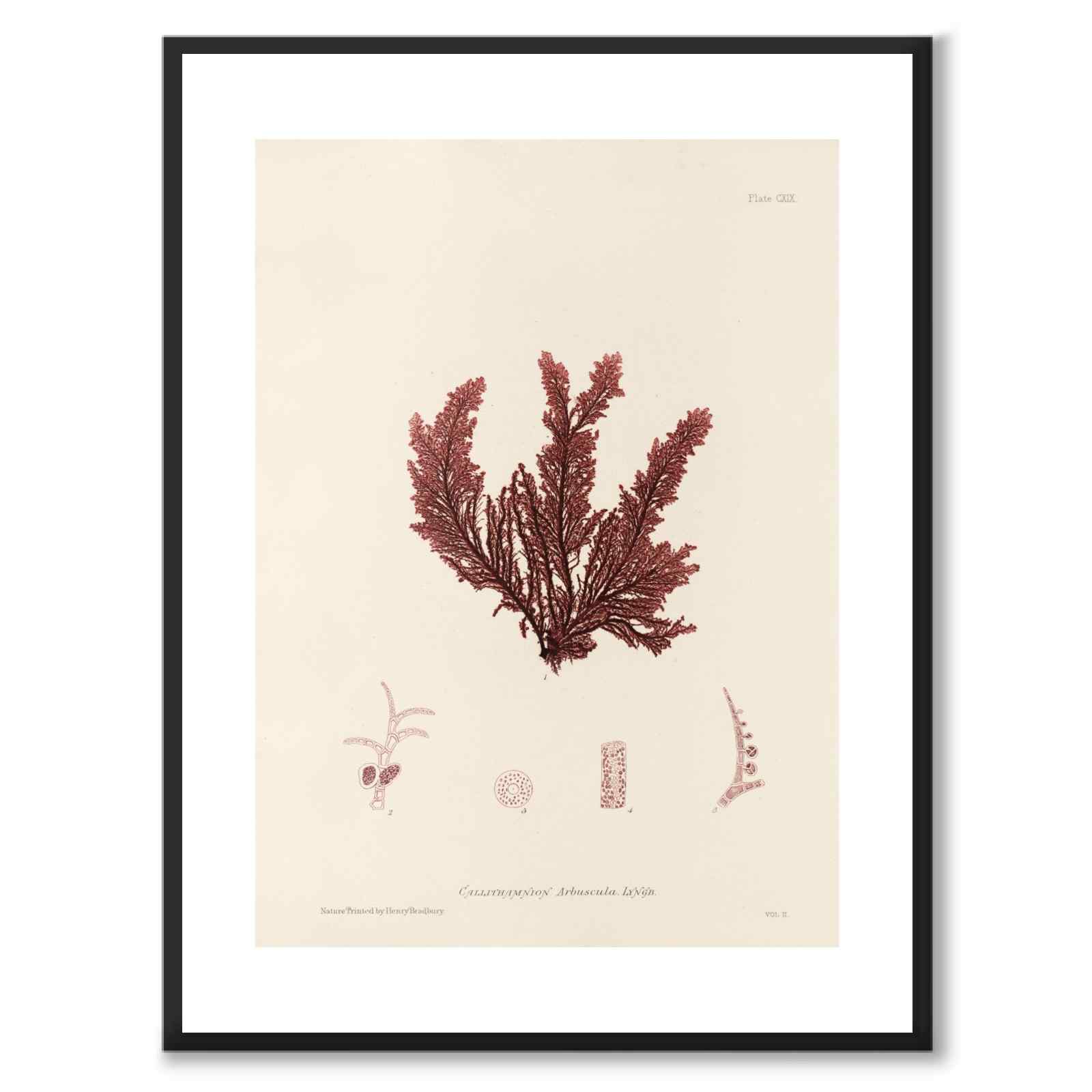 British Seaweeds 119