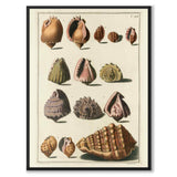 Seashells No.2
