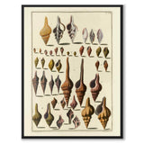 Seashells No.4