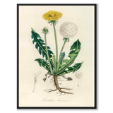 Leontodon Taraxacum