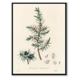 Juniperus Communis