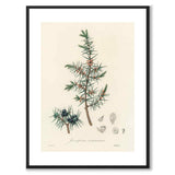 Juniperus Communis