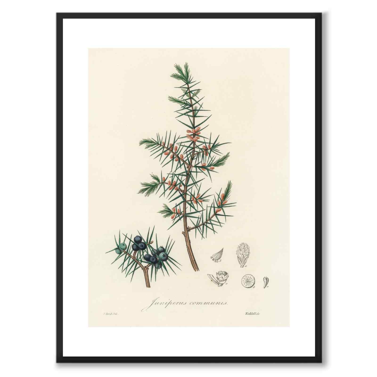 Juniperus Communis