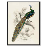 Pavo Muticus