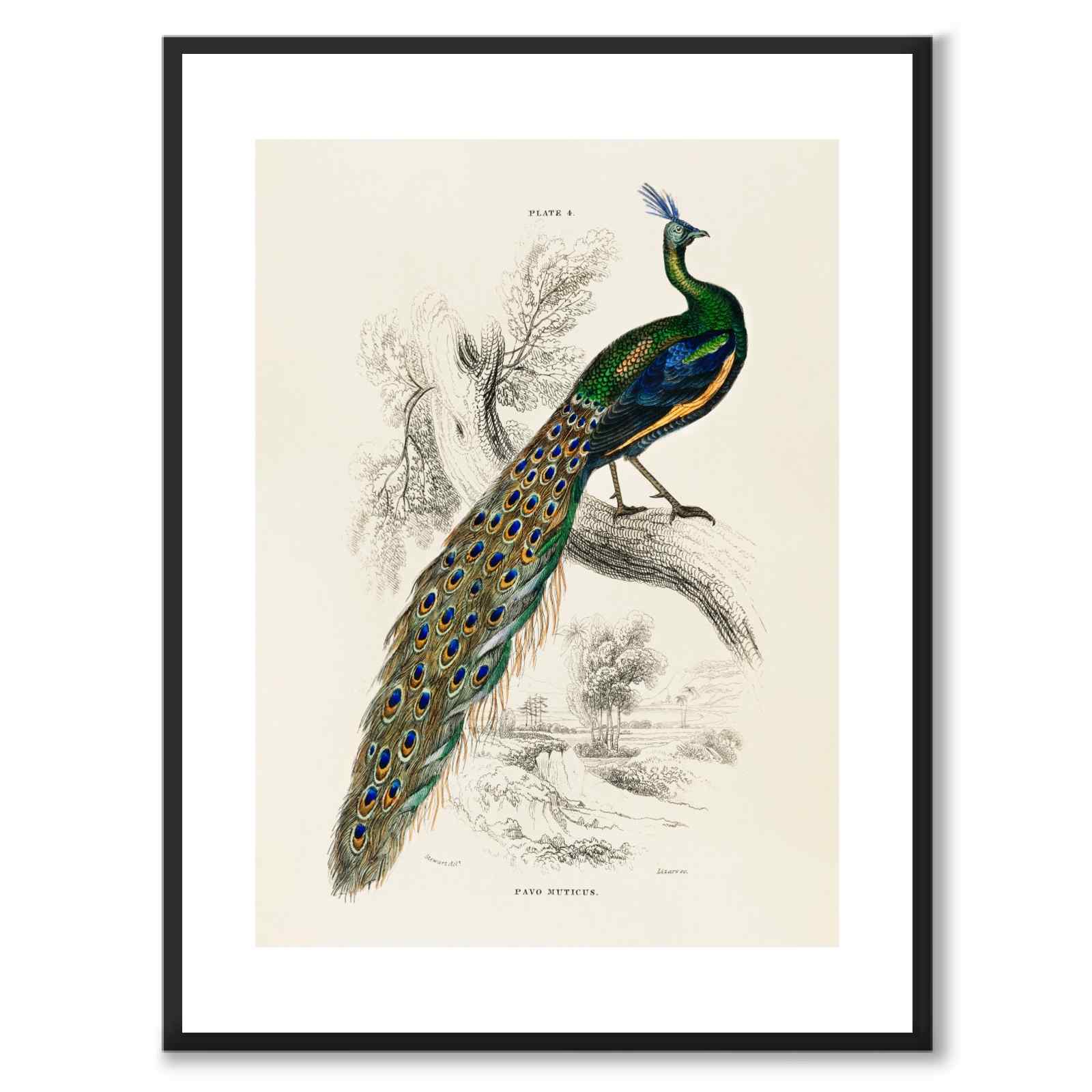 Pavo Muticus