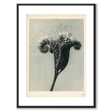 Blossfeldt