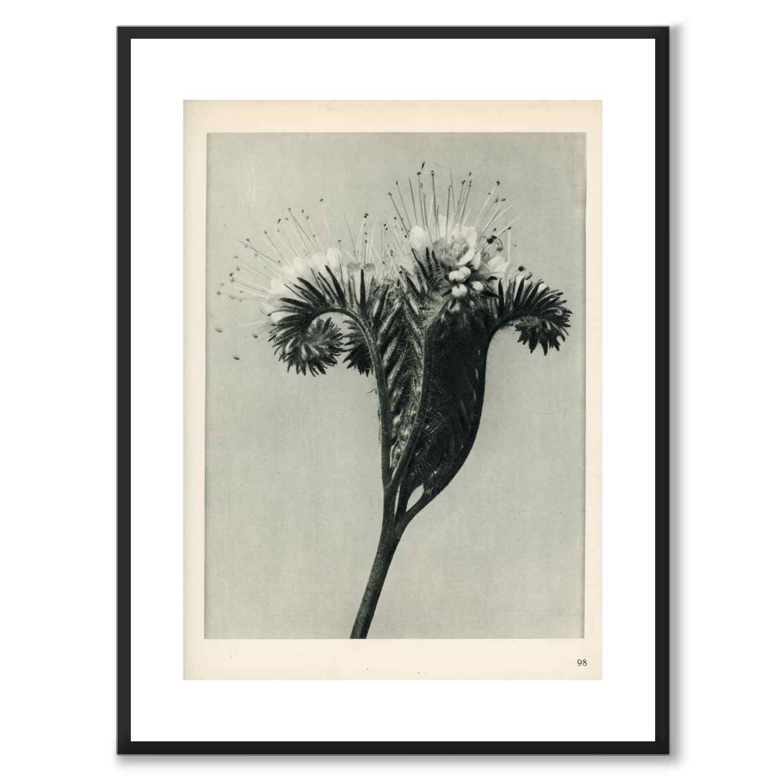 Blossfeldt