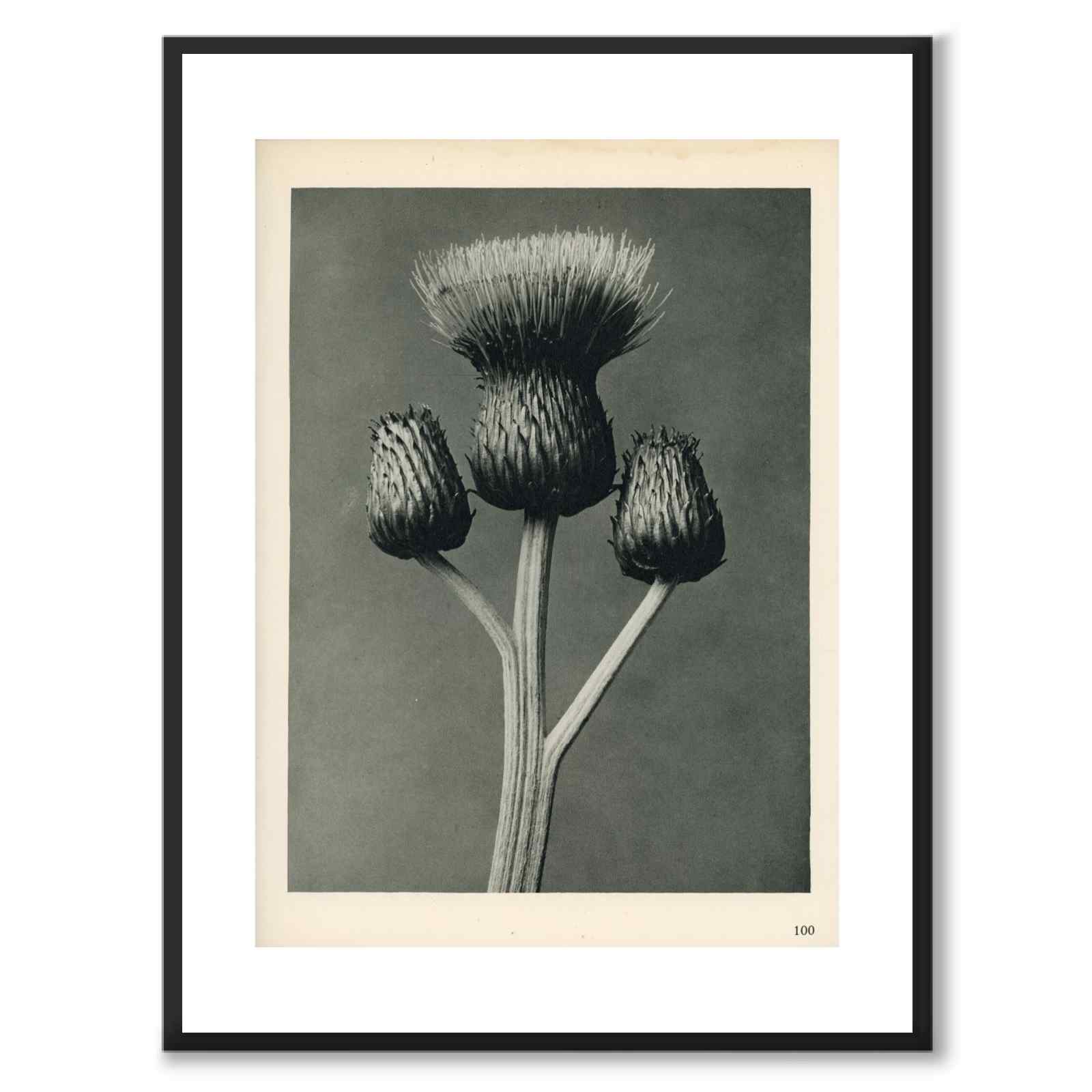 Blossfeldt