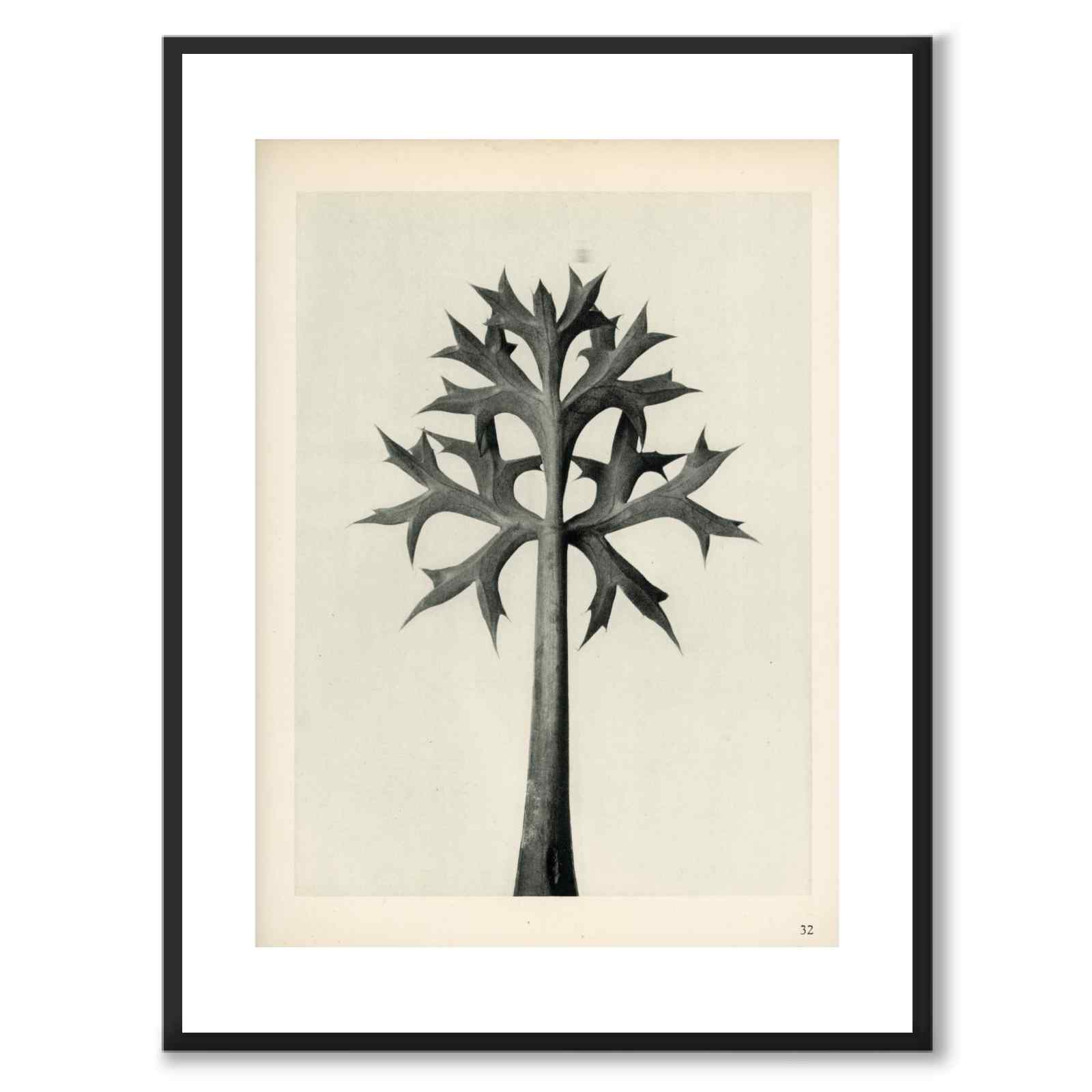 Blossfeldt