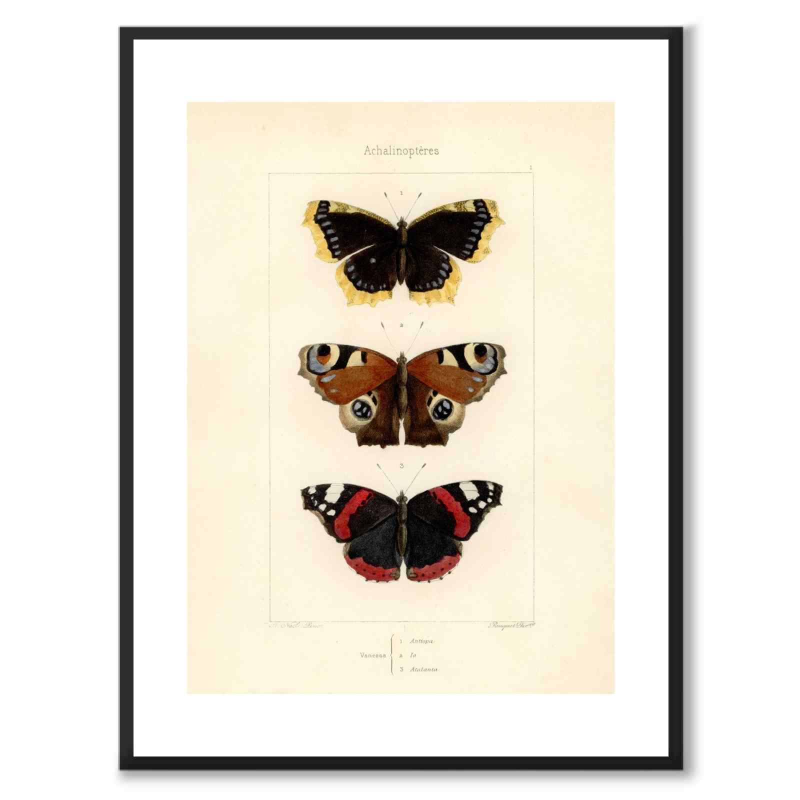 Papillons d'Europe