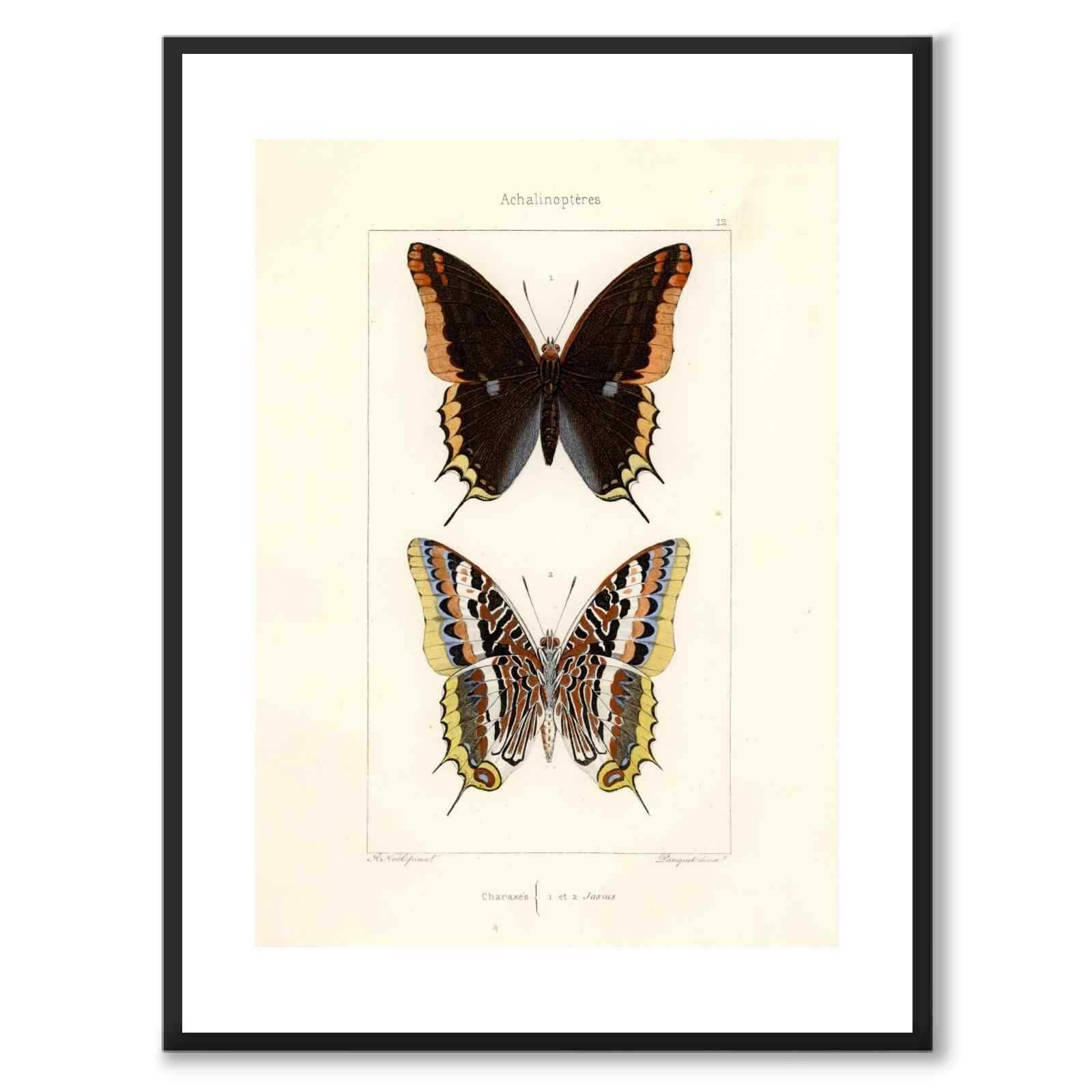 Papillons d'Europe