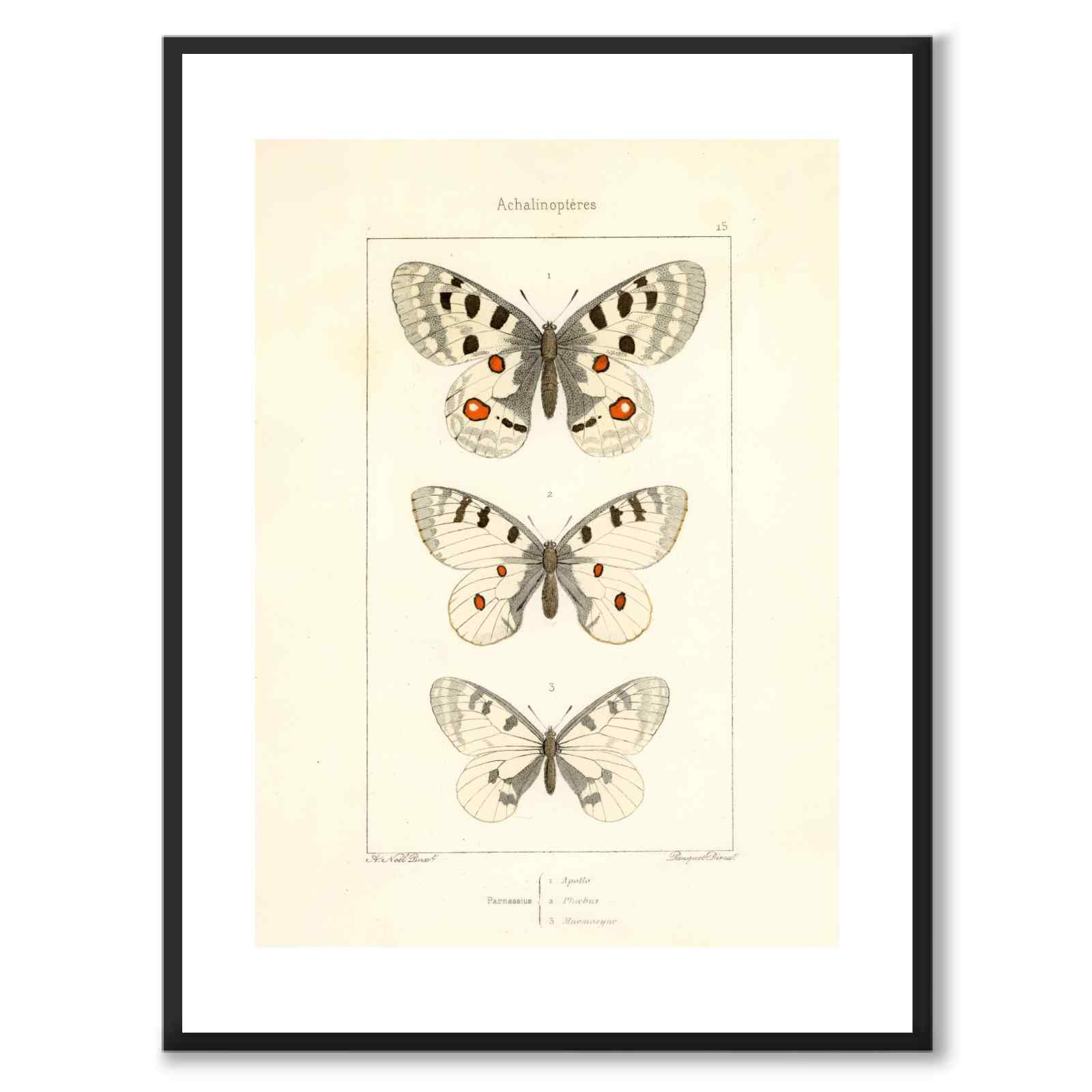 Papillons d'Europe