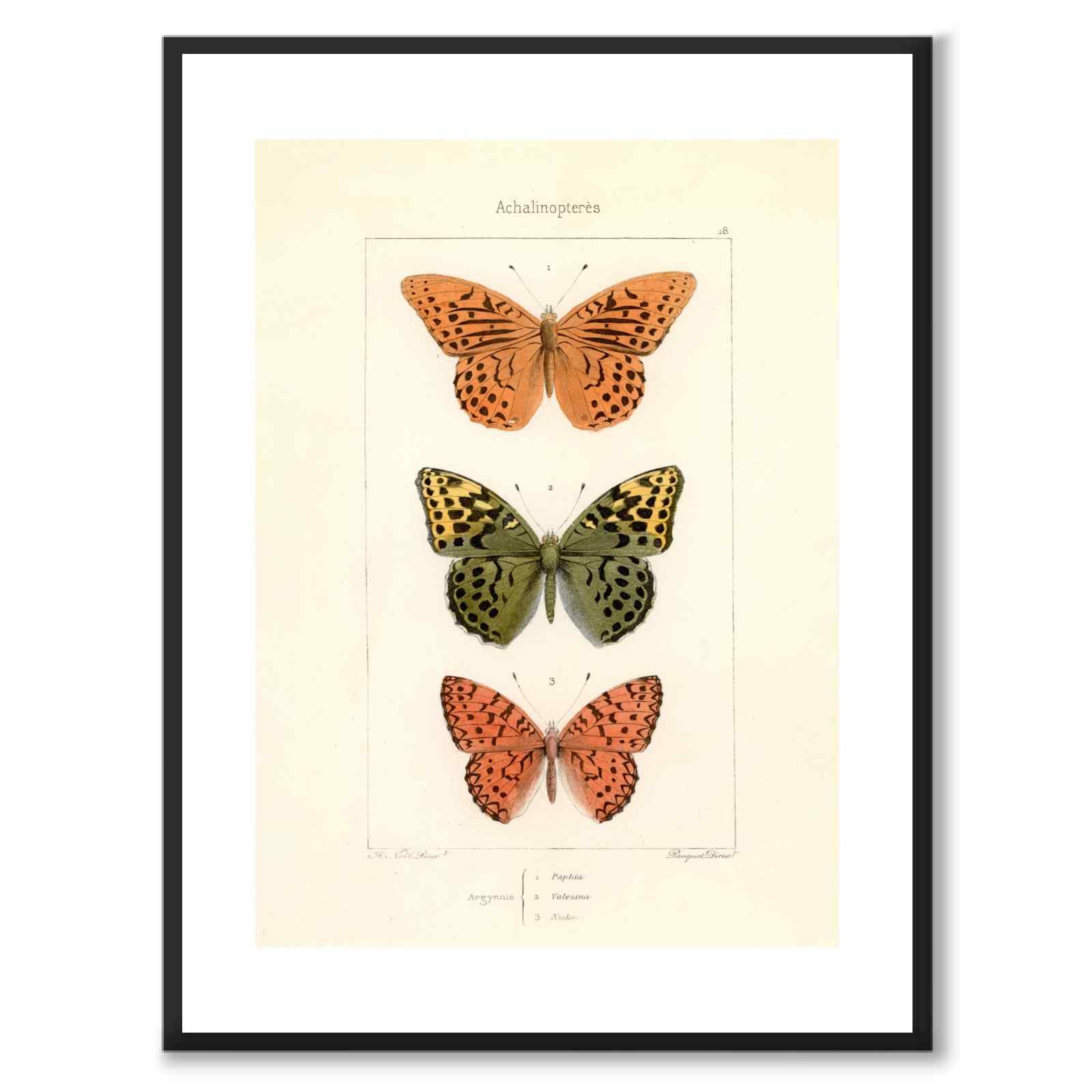 Papillons d'Europe